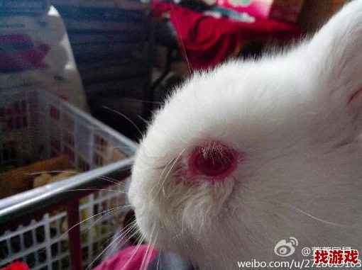 小白兔子被咬的通红，可怜巴巴地望着人们眼神让人心疼